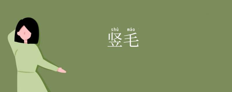 竖毛