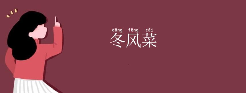 冬风菜