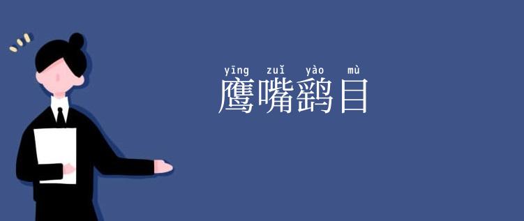 鹰嘴鹞目